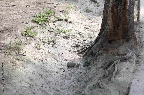 roots of tree
