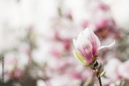 A blooming Bud of Magnolia