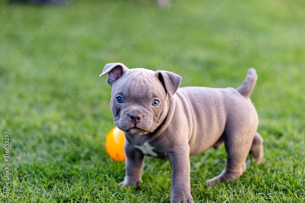 Little american bulli puppy walks on the grass in the park. Little american bulli puppy walks on the grass in the park.