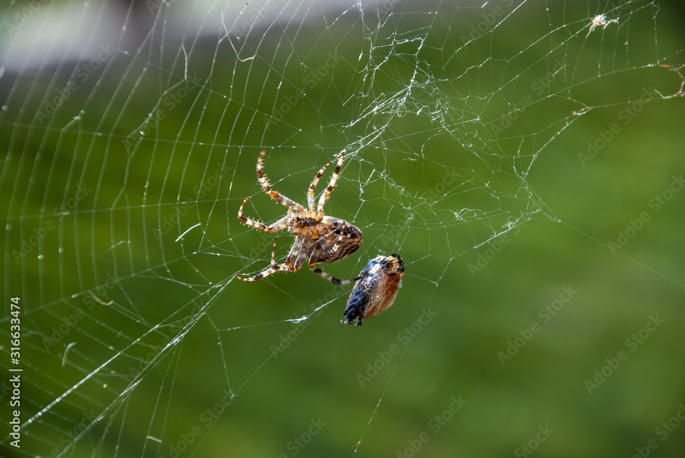 a spider in its net and prey a spider in its net and prey