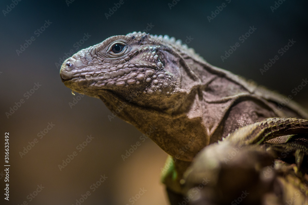 cuban iguana portrait in nature