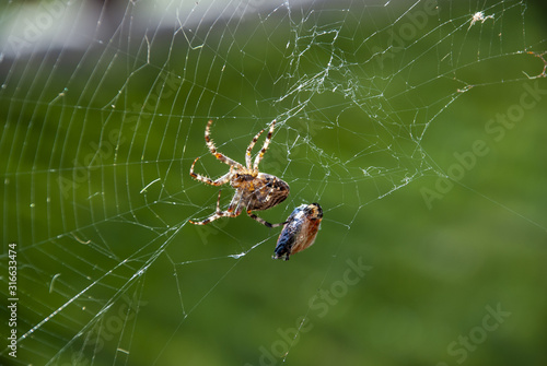 a spider in its net and prey