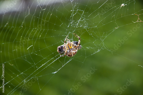 spider and prey on the net