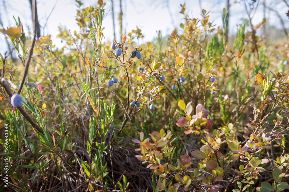 Marsh blue berry. Blueberries in the grass. Marsh blue berry. Blueberries in the grass.