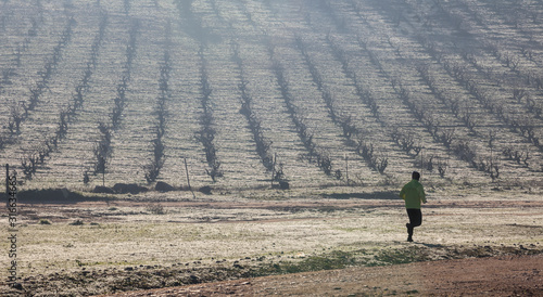Man running along vineyard hill through the morning mist on winter