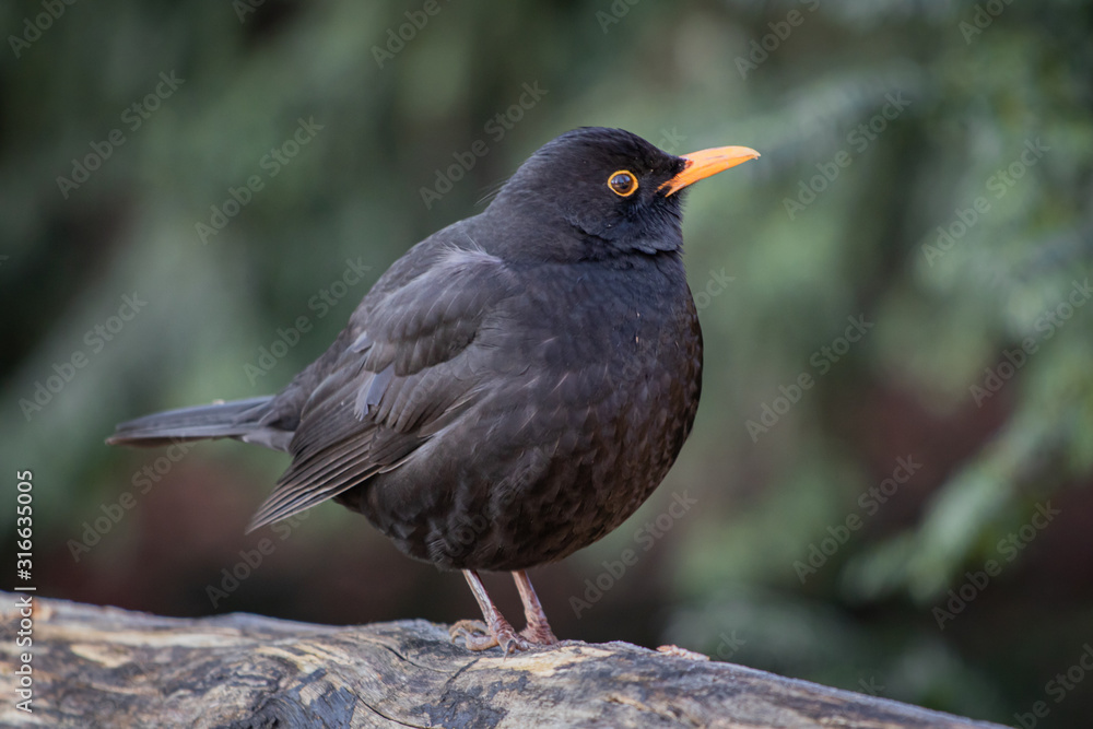 close up of blackbird in wintertime close up of blackbird in wintertime