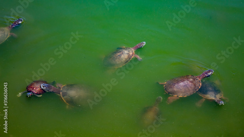 V  rias espec  es de tartarugas nadando no lago de   gua  verde  Tartaruga de ouvido vermelho  Tartaruga de orelha amarela  Tartaruga nariz de porco. Lago viol  o da cidade de Torres  Brasil 