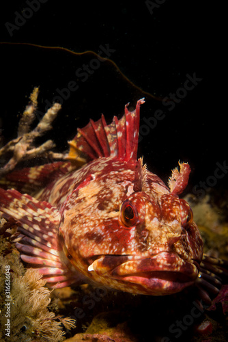 Cabezon (Scorpaenichthys marmoratus) fish resting on a reef in the Point Loma kelp beds. photo