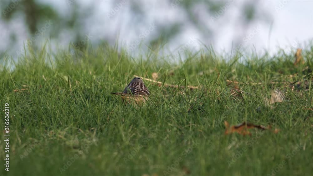 White-crowned sparrow hops through the grass looking for food. White-crowned sparrow hops through the grass looking for food.