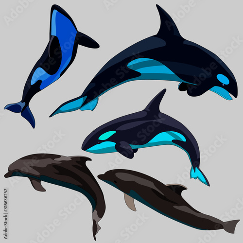 set of dolphin drawings, isolates on a white background