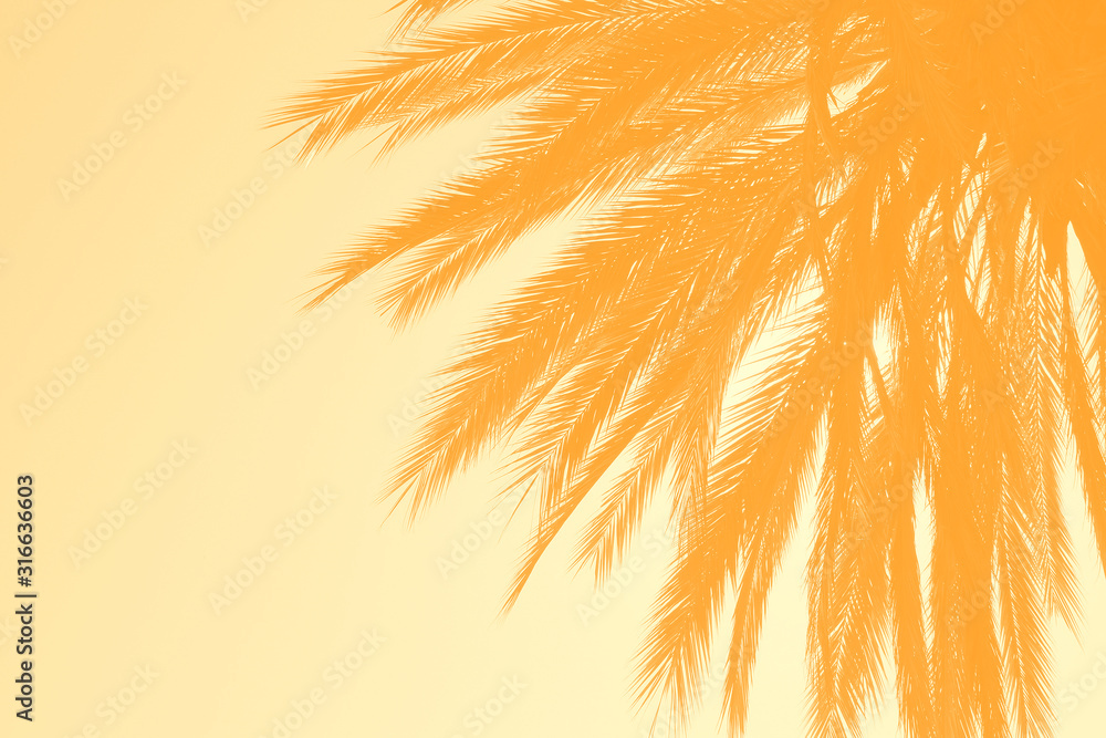 palm tree background