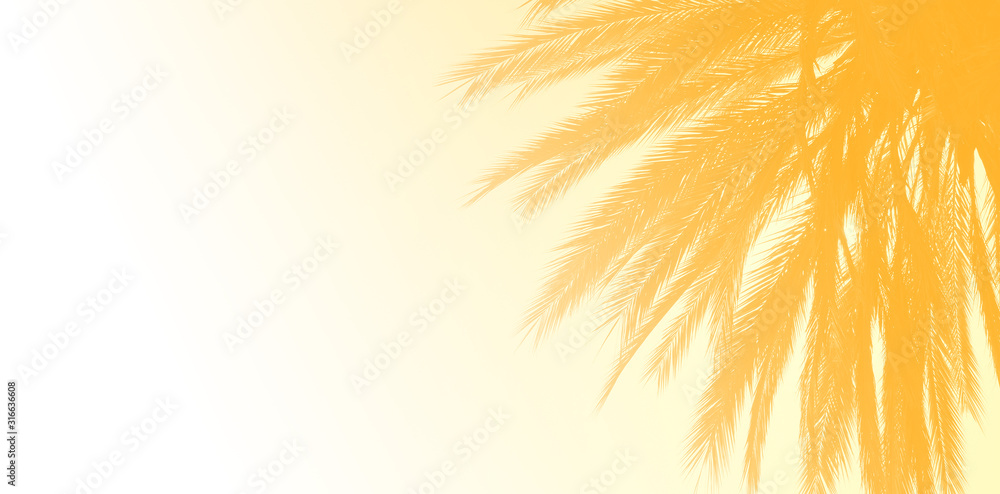 Fototapeta palm trees background