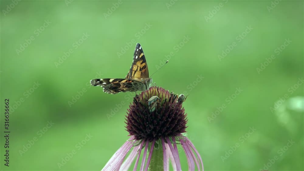 Butterfly probing a flower for nectar.