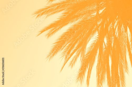 Obraz na płótnie palm tree background w salonie