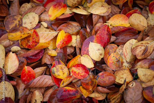 Autumn Leaf Pile © Raymond