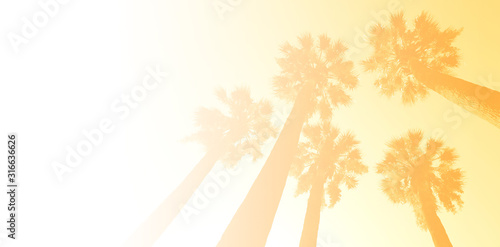 palm tree background