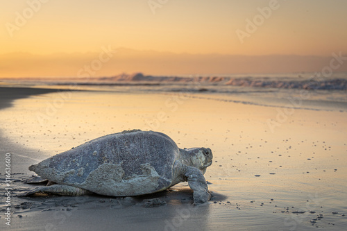 Olive ridley sea turtle returning to the ocean