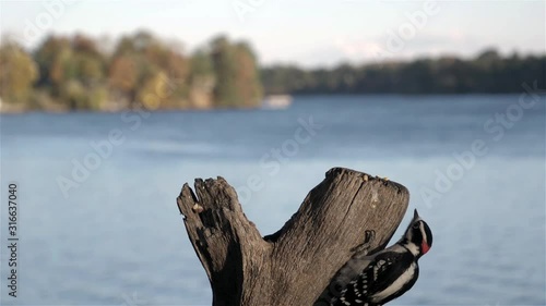 Downy woodpecker chased away by a Blue jay.
