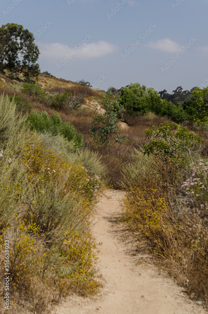 A path surrounded by flowers in the mountains A path surrounded by flowers in the mountains