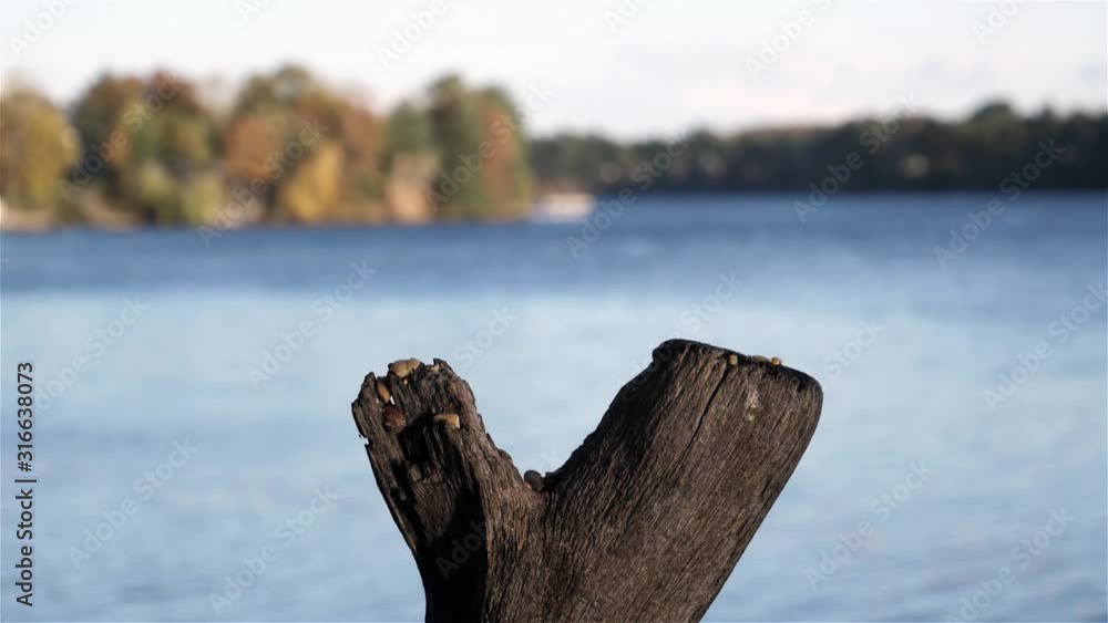 Tiny bird lands by the lake to grab some peanuts. Tiny bird lands by the lake to grab some peanuts.