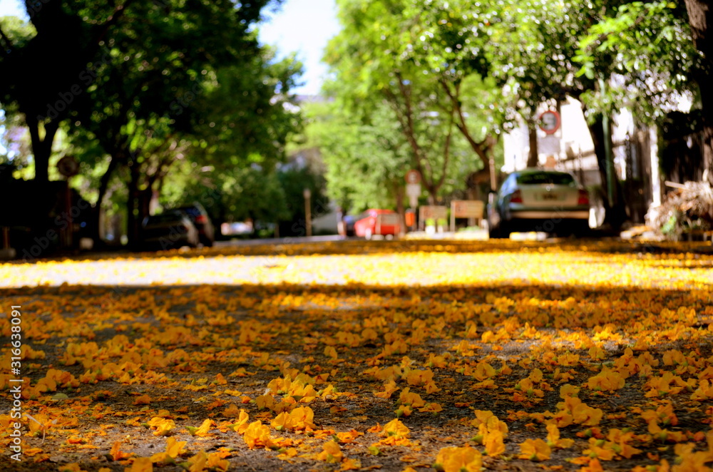 Yellow flowers covering the street at Buenos Aires CIty