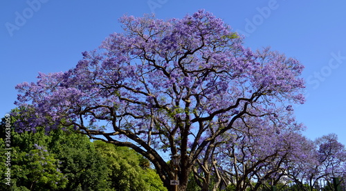 Jacaranda tree at full bloom with blue sky at Buenos Aires City