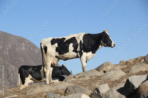 cows in a field
