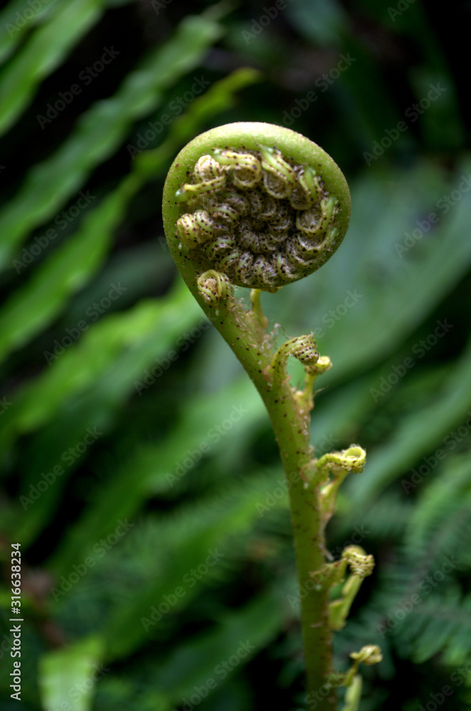 Wood Fern, Silver Fern growing. A famous plant of New Zeland. Koru Symbol at Maori Culture. Wood Fern, Silver Fern growing. A famous plant of New Zeland. Koru Symbol at Maori Culture.