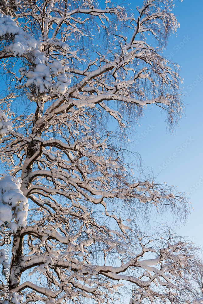 Winter forest, tall snowy birch tree covered with snow against blue sky Winter forest, tall snowy birch tree covered with snow against blue sky