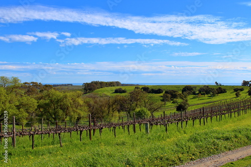 vineyard in south australia