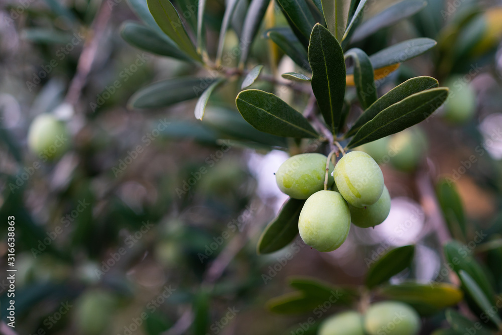 Branch of olive tree with fruits and leaves, bokeh background