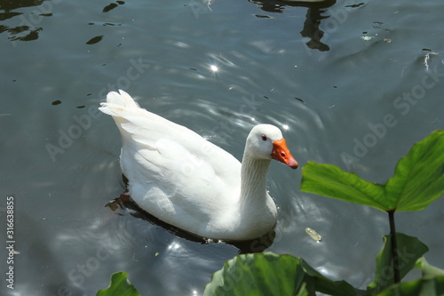 goose