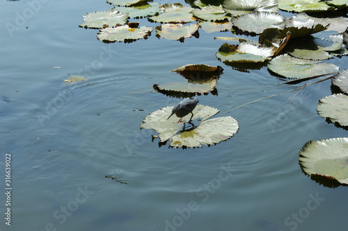 lake