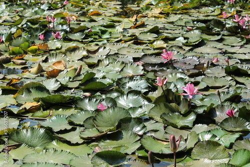 water lily in pond