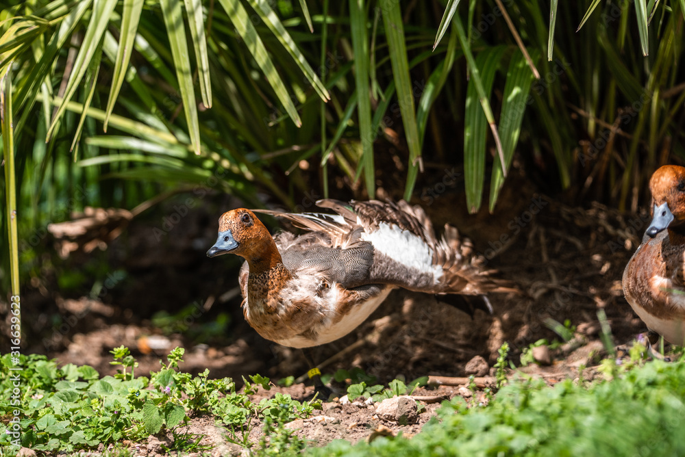 Duck stand next to a pond or lake with bokeh background cleaning feathers wet funny walking quack Duck stand next to a pond or lake with bokeh background cleaning feathers wet funny walking quack