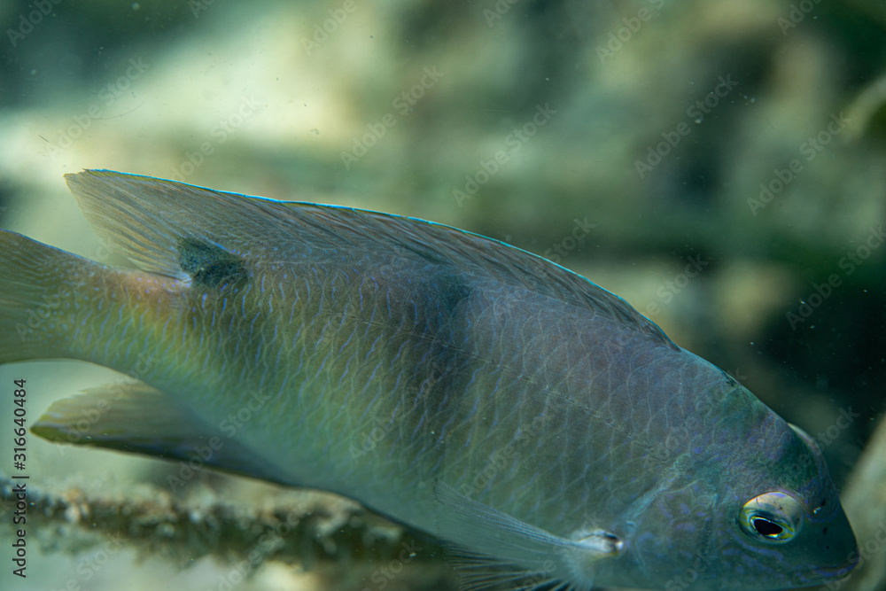 Unterwasseraufnahmen: Fische, Korallen Unterwasseraufnahmen: Fische, Korallen