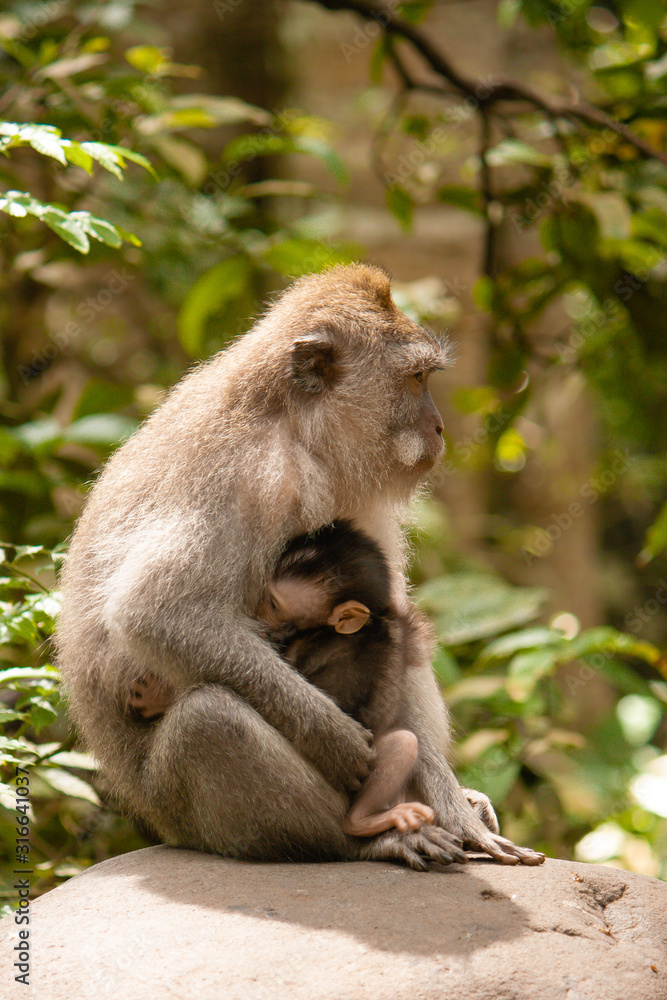 Mama und Baby Affe in Indonesien