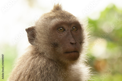 Close Up von Affe in Indonesien