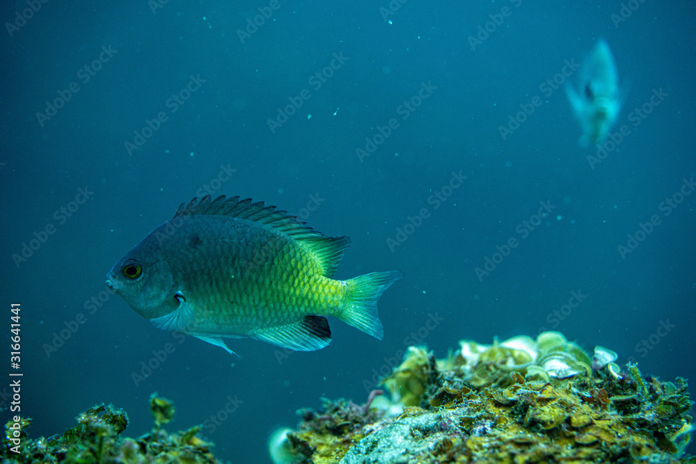 Unterwasseraufnahmen: Fische, Korallen Unterwasseraufnahmen: Fische, Korallen