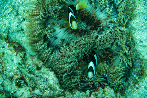 Unterwasseraufnahmen: Fische, Korallen photo