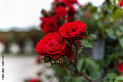 Red rose flower blooming in roses garden on background red roses flowers symbol of love natural garden dark wine red beauty color