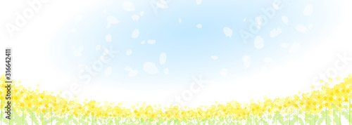 菜の花畑　青空　背景