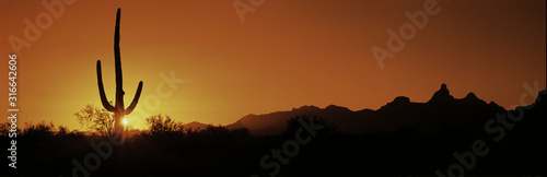 This is Organ Pipe Cactus National Monument at sunrise. Silhouetted is a Saguaro cactus. photo
