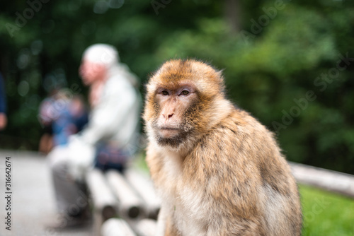 monkey sitting on bench next to human animal love activists species close concept space for text meaning