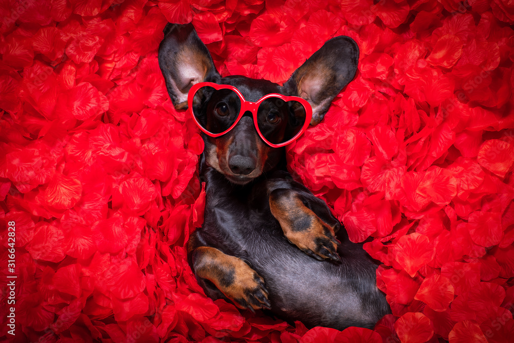 valentines wedding dog in love - obrazy, fototapety, plakaty 