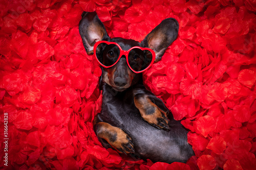 valentines wedding dog in love