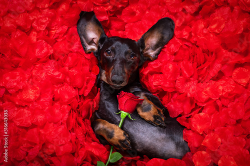 valentines wedding dog in love