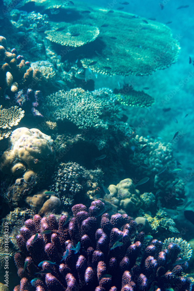 Fototapeta premium Unterwasseraufnahmen: Fische, Korallen
