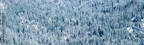 These are rows of trees covered in snow in the winter.