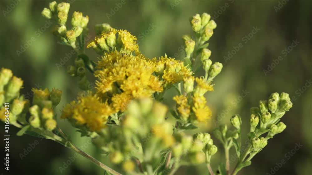 Pretty yellow prairie flowers swaying in the wind. Pretty yellow prairie flowers swaying in the wind.